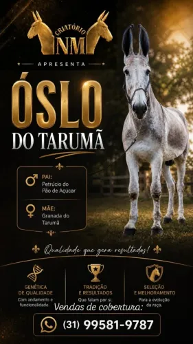 Jumento pega cobertura disponíveis 