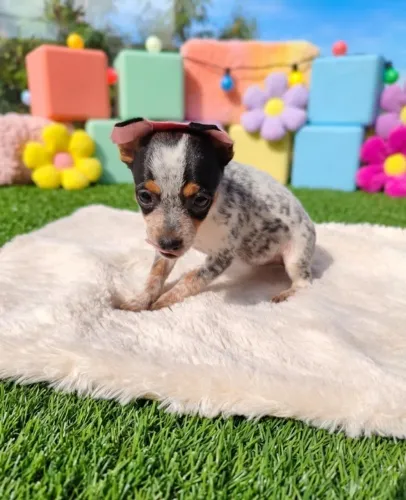 Pinscher Fêmea Alegre e Dócil