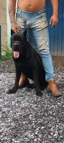 Filhotes de cane corso com pedigree cbkc com ótima linhagem estrutura canil Maximus corso