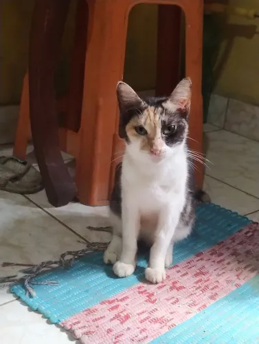 Gata carinhosa 