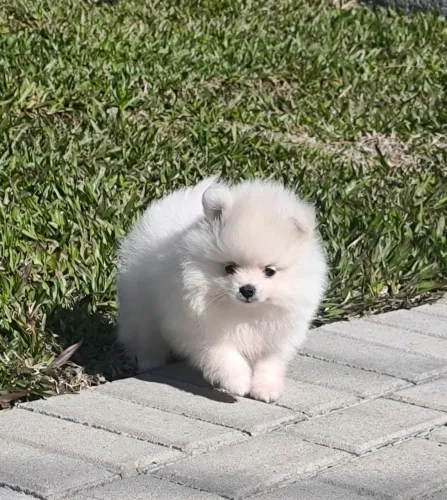Spitz alemão anão 