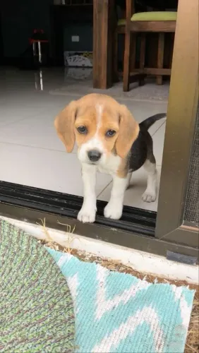Beagle O parceiro ideal para aventuras e descanso