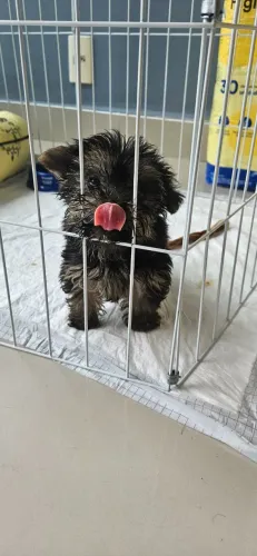 Cachorro Yorkshire micro