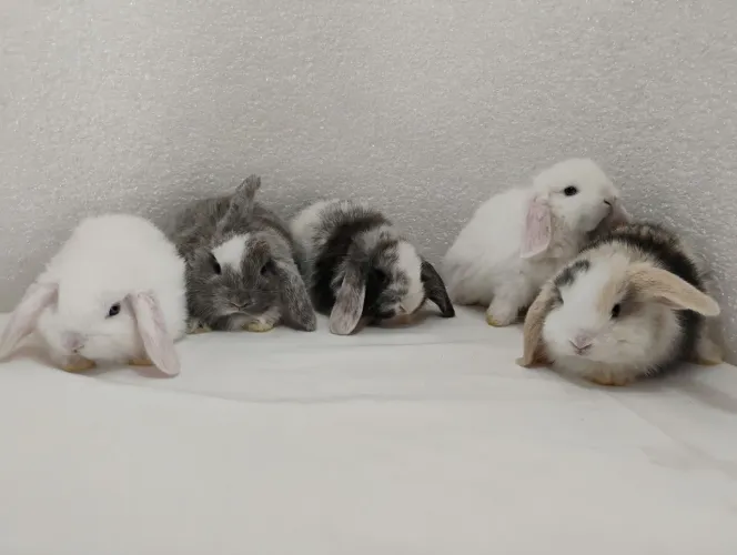 Filhotes Disponíveis Mini Coelhos