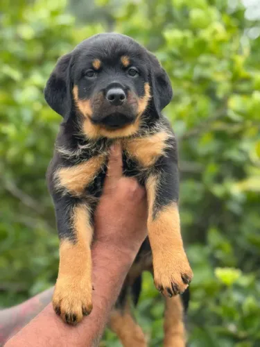 Rottweiler | Disponibilidade limitada- Chama no WhatsApp