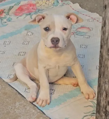 Lindas filhotes de Pitbull (American staffordshire terrier)