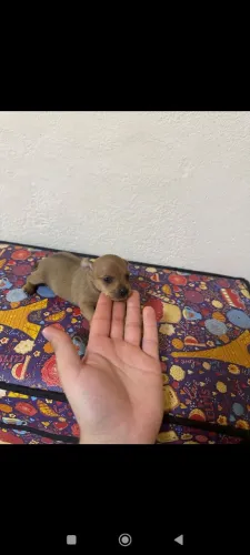 pinscher macho