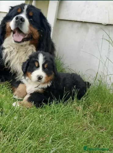 Bernese: puro aconchego ?