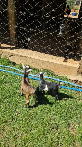 Mini Cabra/ mini vaca 