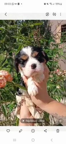 Cavalier King- Temos a pronta entrega- Vacinada e Vermifugado- venha conhecer- Parcelamos