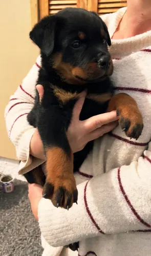 FILHOTE (FÊMEA) DE ROTTWEILER COM ÓTIMA GENÉTICA.