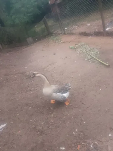 Vendo ganço sinaleiro pardo