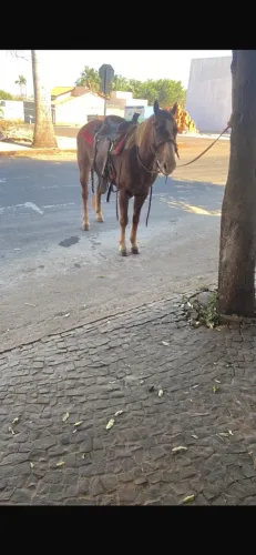 Cavalo qm