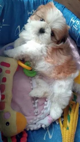 Shih tzu /cachorro/shihtzu/filhote