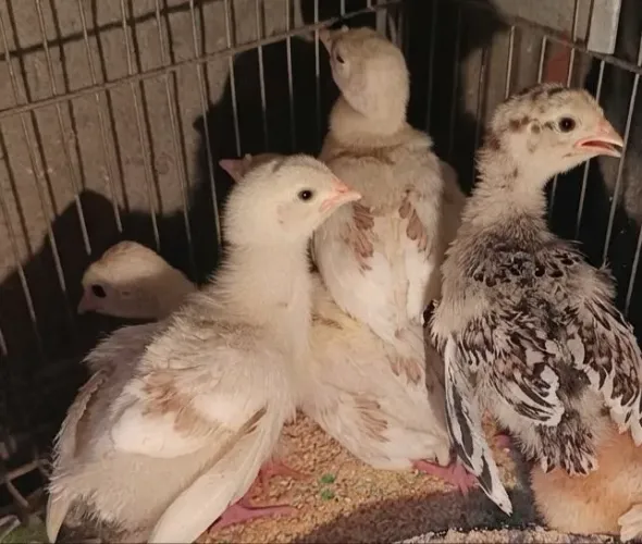 Peru filhote