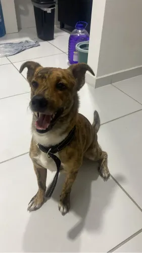 Cachorro para adotar