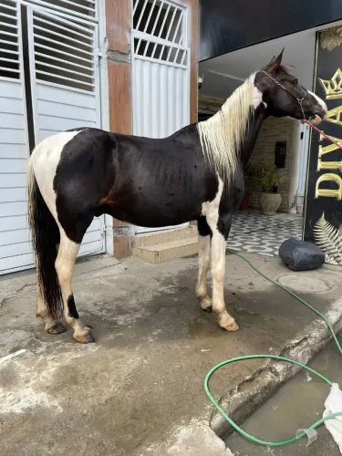 Cavalo pampa de preto