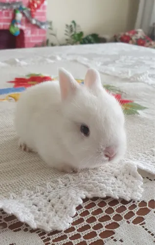 Filhotes de coelho mini