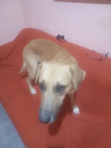 Animal