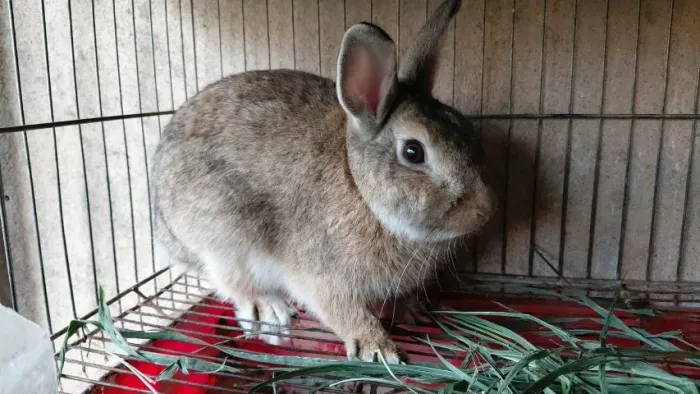 Netherland Dwarf macho com 6 meses