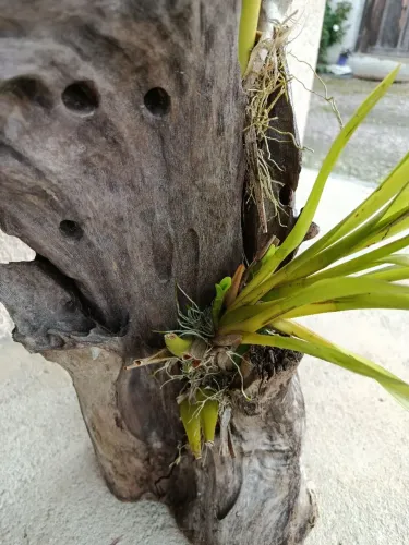 Orquídea miltonia no tronco 