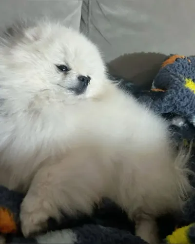 Lulu da Pomerânia ursinho