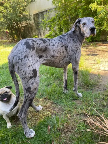 Doação Dogue alemão fêmea com pedigree super dócil