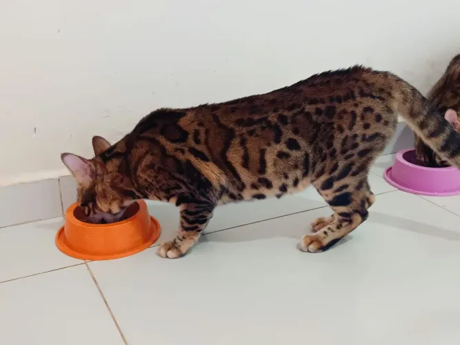 Vendo gata bengal fêmea 3 anos não é castrada tem registro é chip