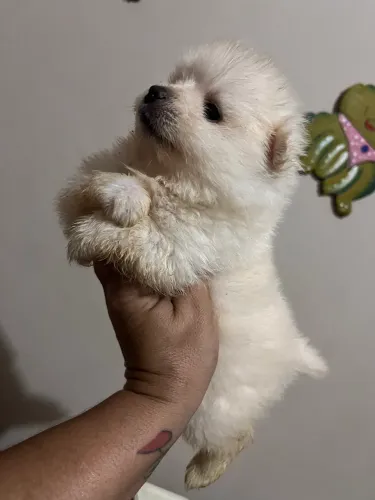Spitz alemão machos