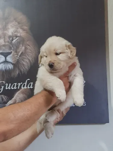 Filhotes de Golden retriever