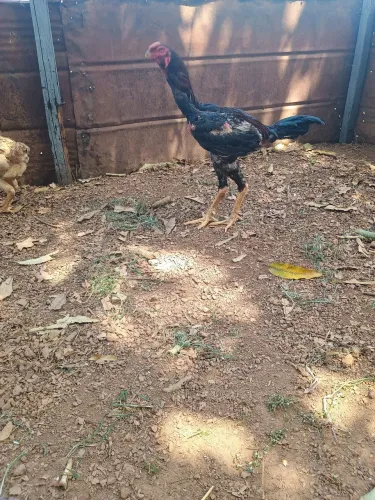 Galinha índio gigante crista bola e galo índio gigante