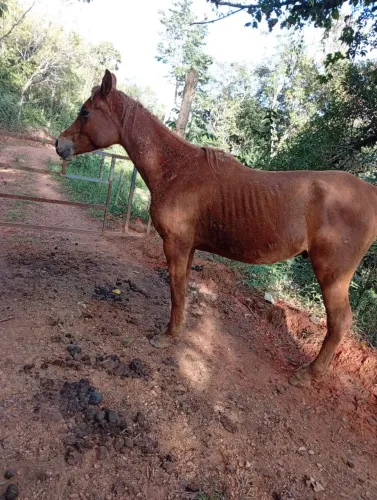 Cavalo
