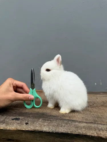 Coelho anão de netherland dwarf