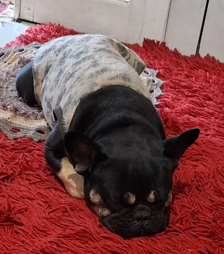  Vendo Bulldog Francês com 03 anos