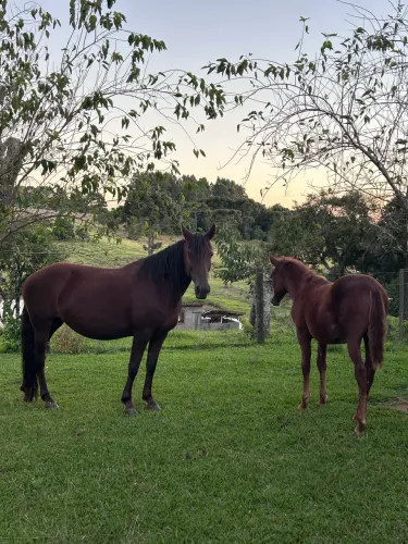 Égua e Potro Mangalarga Marchador