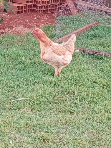 Galinha caipira