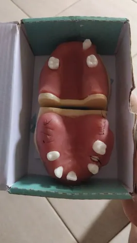 Manequim odontológico 
