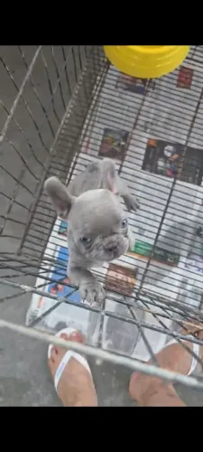 Vendo Buldoguinha