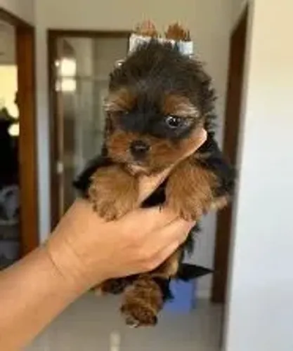 Yorkshire Doguinho perfeito para sua família