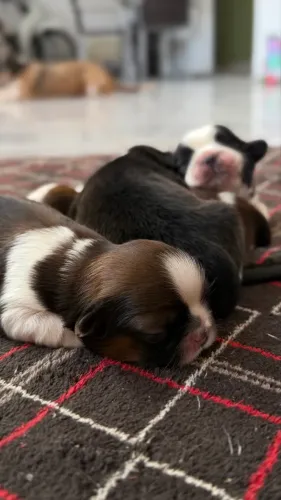 Shih-tzu
