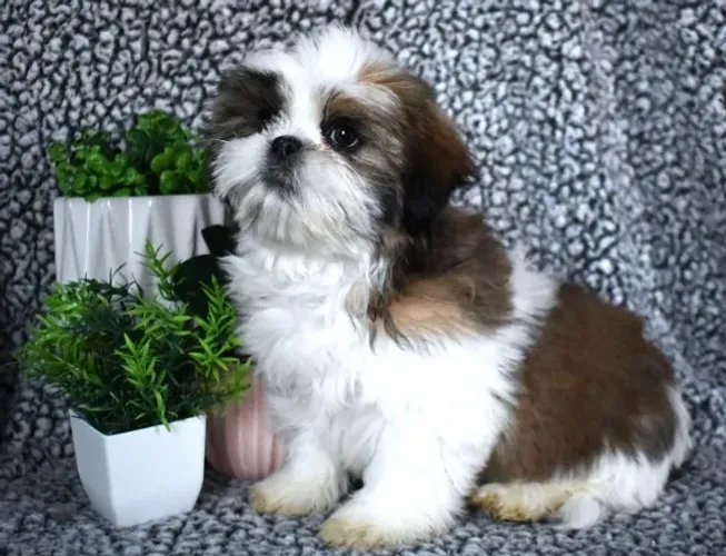 Filhotes de Shih Tzu | Filhotes que deixam marcas no coração!