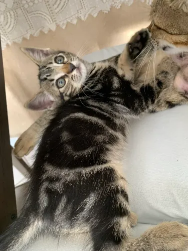 Doa se gatinha tigrada