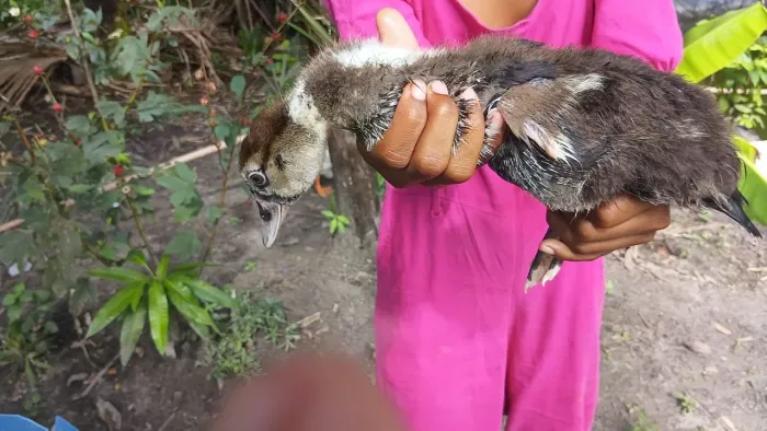 Patos 