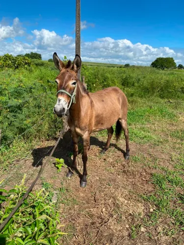 Burra à venda!!
