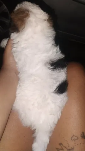 Machinho ilhasa Apso último filhote disponível