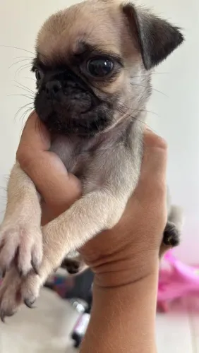 Pug machinho Mini