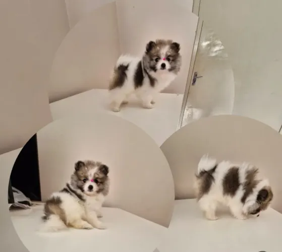 Fêmea lulu da Pomerânia particolor anão 