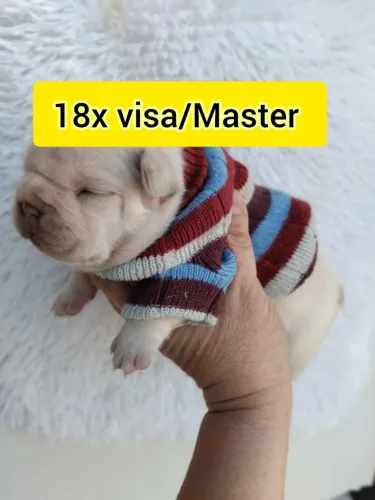 Bulldog francês macho