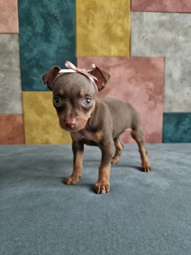 Pinscher fêmea princesa e exótica