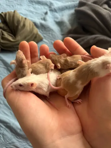Roedores para alimentação ou Pet 